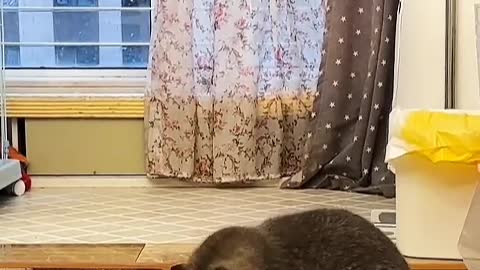 Long tail, very handsome