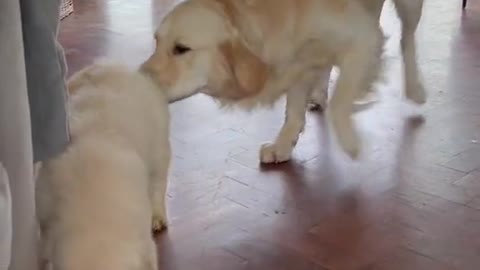 Beautiful Dog met her sister after a long vacation