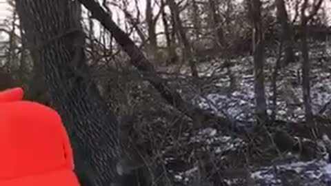 Hunters Rescue a Fawn Trapped on Ice