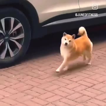 ANIMAL-LOVER-SHORTVIDEO-TRENDING VIRAL VIDEO😅😅😅