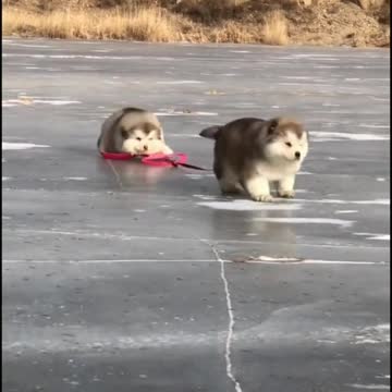 See what this beautiful dog did🐕‍🦺