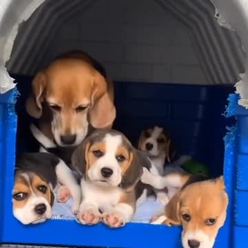 A BEAUTIFUL FAMILY VERY HAPPY!