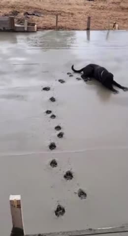 Dog walks thru wet cement
