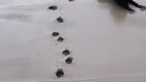 Dog walks thru wet cement