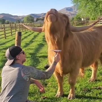 You've got a friend in me (as long as you have a brush) 😉