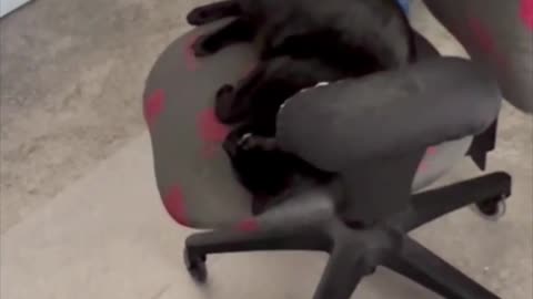 Adopting a Cat from a Shelter Vlog - Precious Piper Sleeping in the Office Chair #shorts