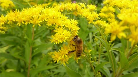 Nectar of flowers