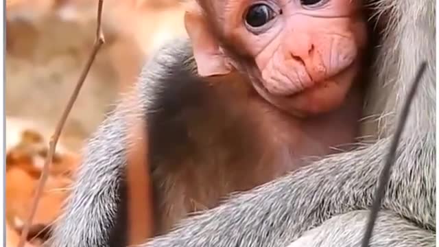 Kidnap Baby Monkey