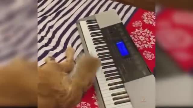 Best Talent - Cute and Funny Animals Videos Compilation | Aww Animals