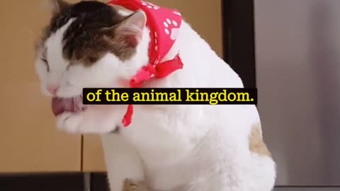 Why cat always land on their feet