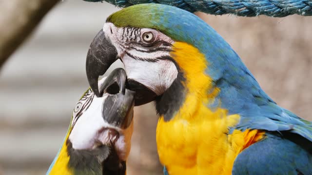 funny parrot