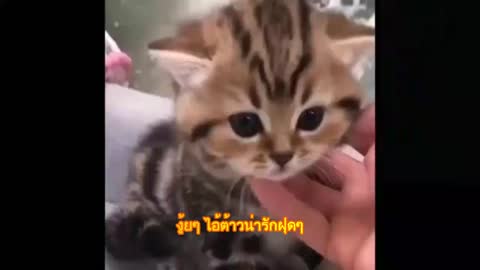 Cutest Adorable kittens Funny scene