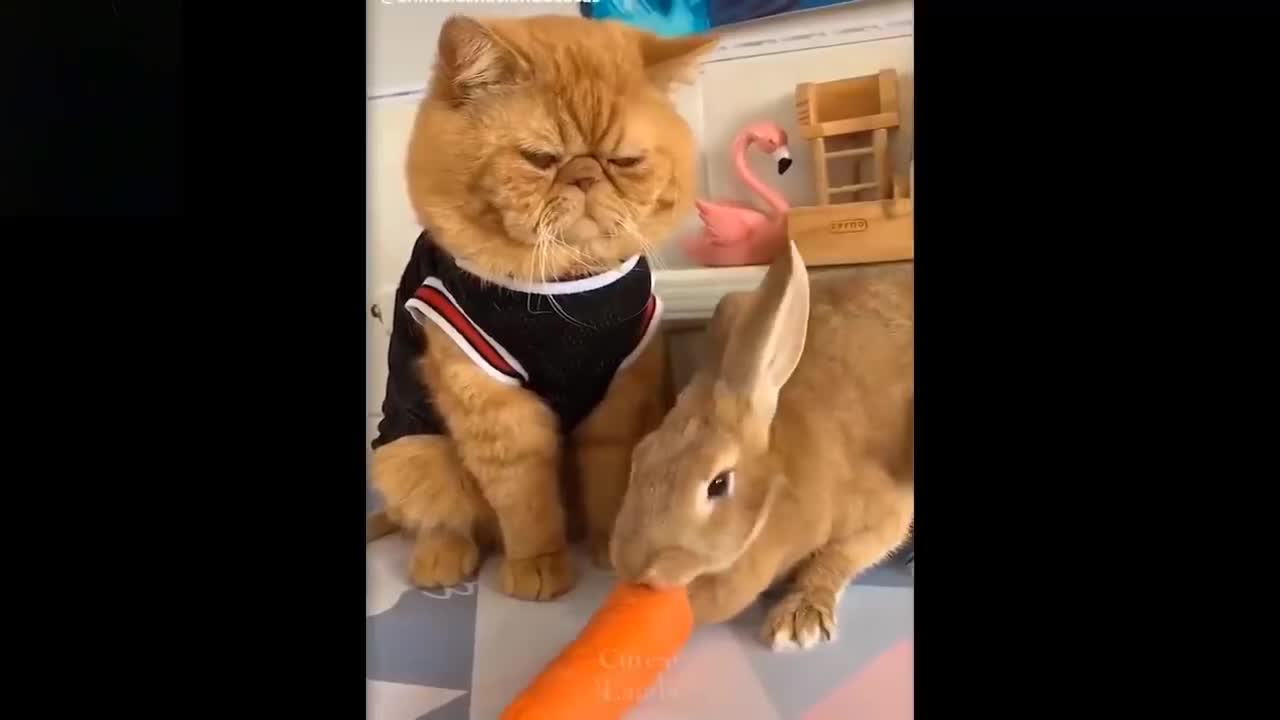 Cute and Funny pets try not to laugh to this pets Complications