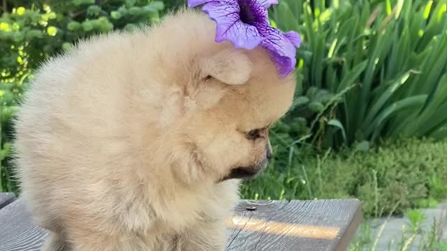 Cute Pomeranian dog playing.