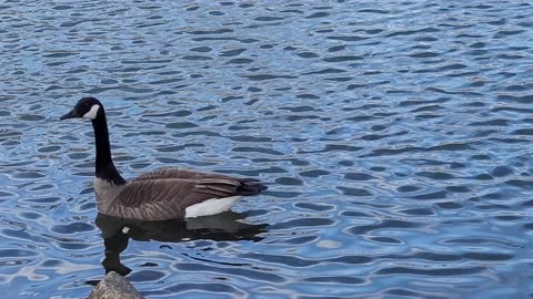 Geese playing on a pond