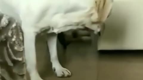 lips🐶_ #funny Cats Fail #shorts Video🤣_ #trending #animals #reels