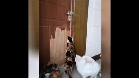 cats join forces to open the door