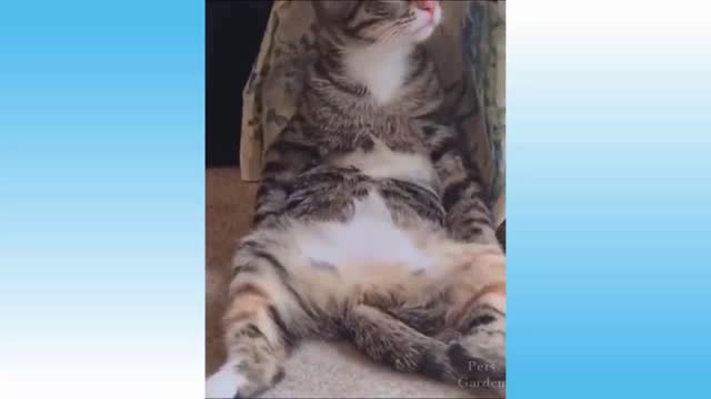 Cute Pets And Funny Animals Compilation 2021 #15