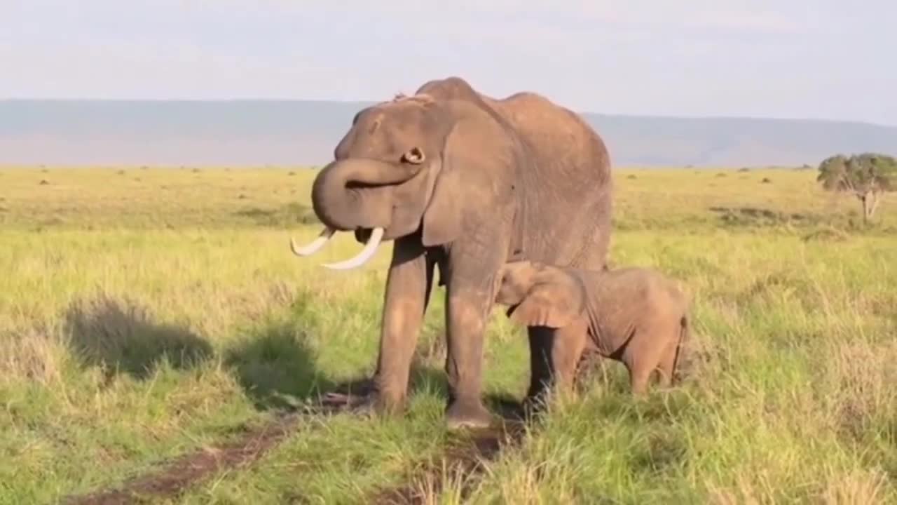 Baby elephant funny videos and it's atrocities