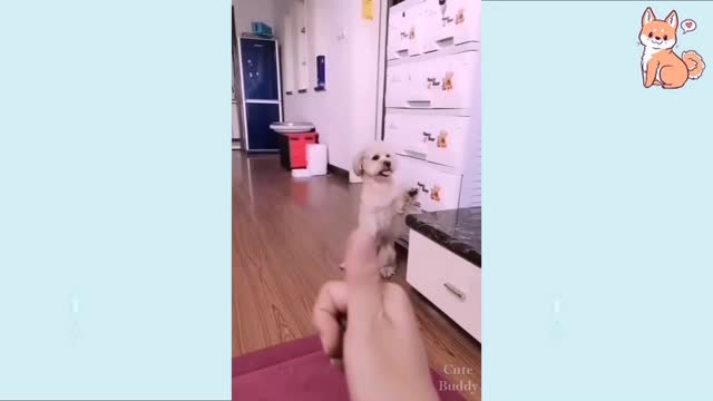 Dogs intelligenc❤️🐶. #shorts #shortvideos
