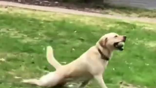 FUNNY ANIMALS VIDEOS TRY NOT TO LAUGH 🤣 | FUNNY CATS | FUNNY DOGS