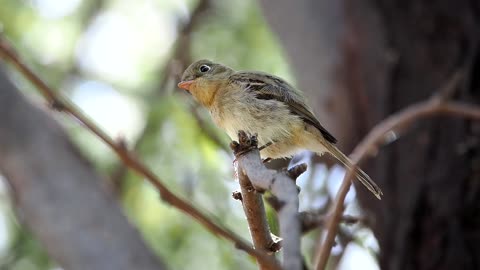 Western Flycatcher