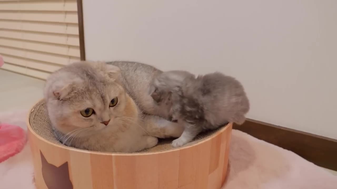 Paw family moments🥰😻