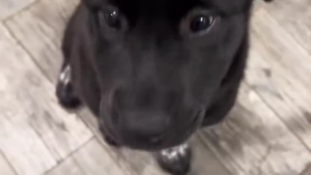 The Little Paw