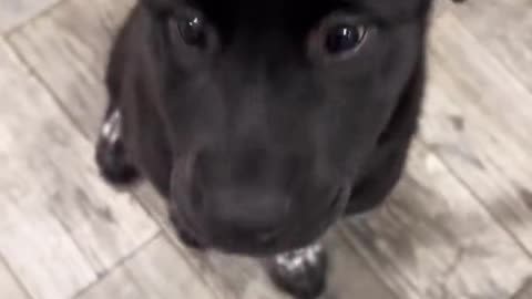 The Little Paw