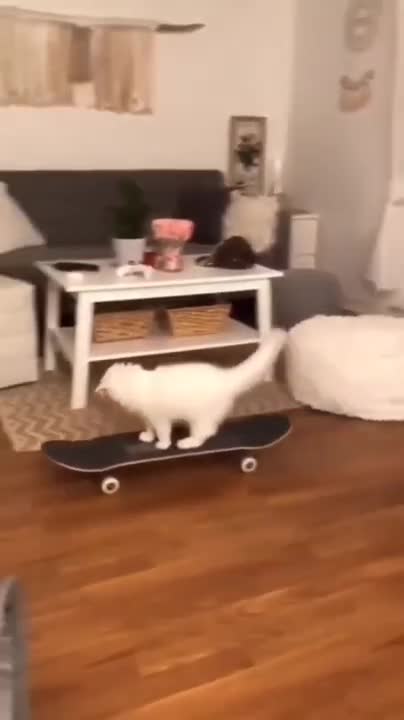 Cat Reaction to Playing Balloon - Funny Cat Balloon Reaction Compilation 2021