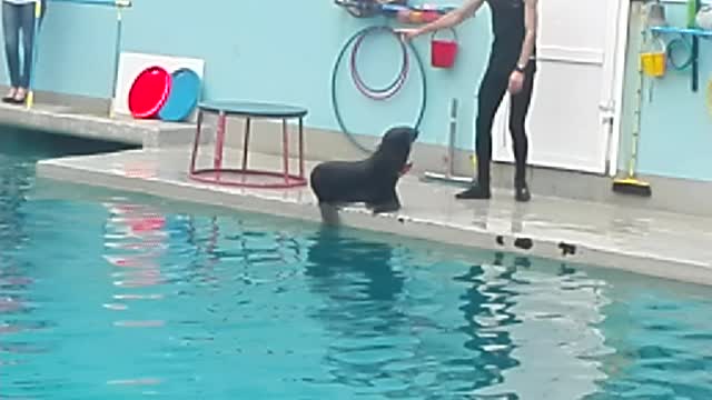 Dancing seal