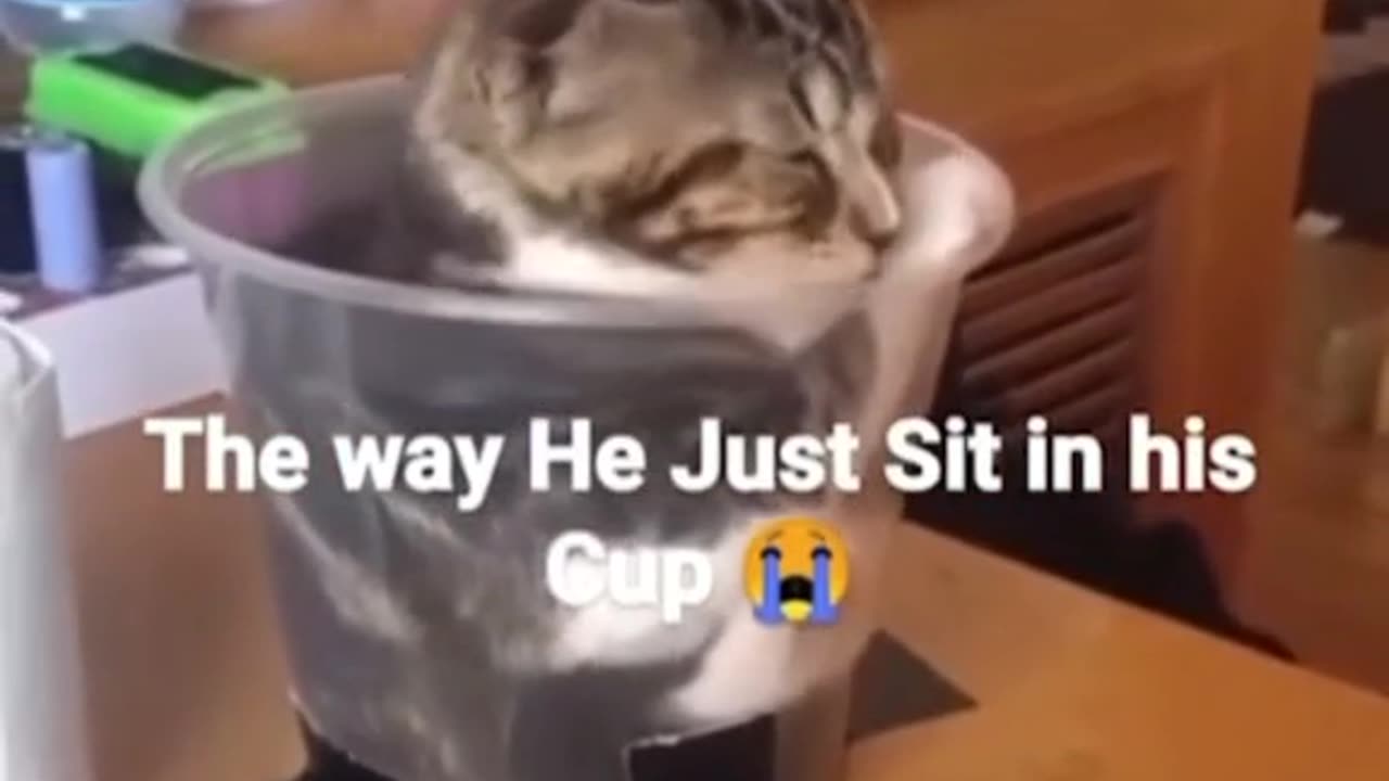 crazy funny cats 😂😂😂😂😂