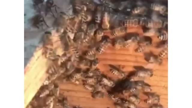 Without any stung she moves all bees to a new hive.