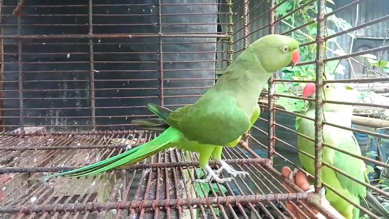 Parrot Relation (Parrot Pair)