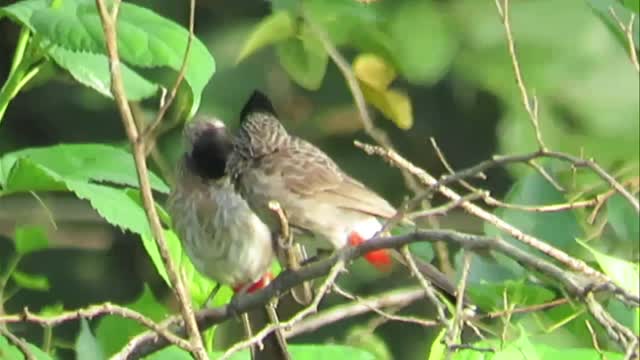 Red-whiskered Bulbul bird's pair