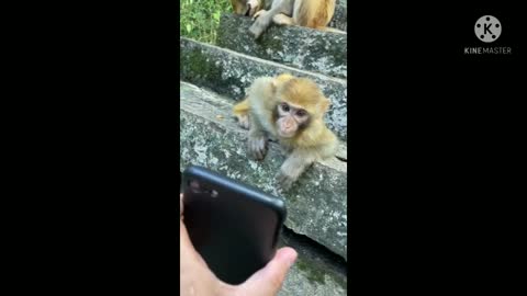 Cute and Funny Monkey