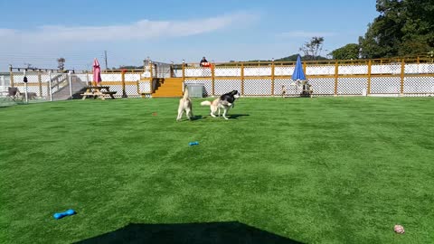 Husky friends running around in the playground... puchitan.