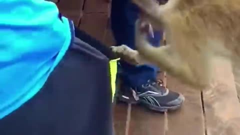 Funny Animals & Cute Pets Videos Compilation