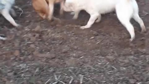 Fighting Dogs