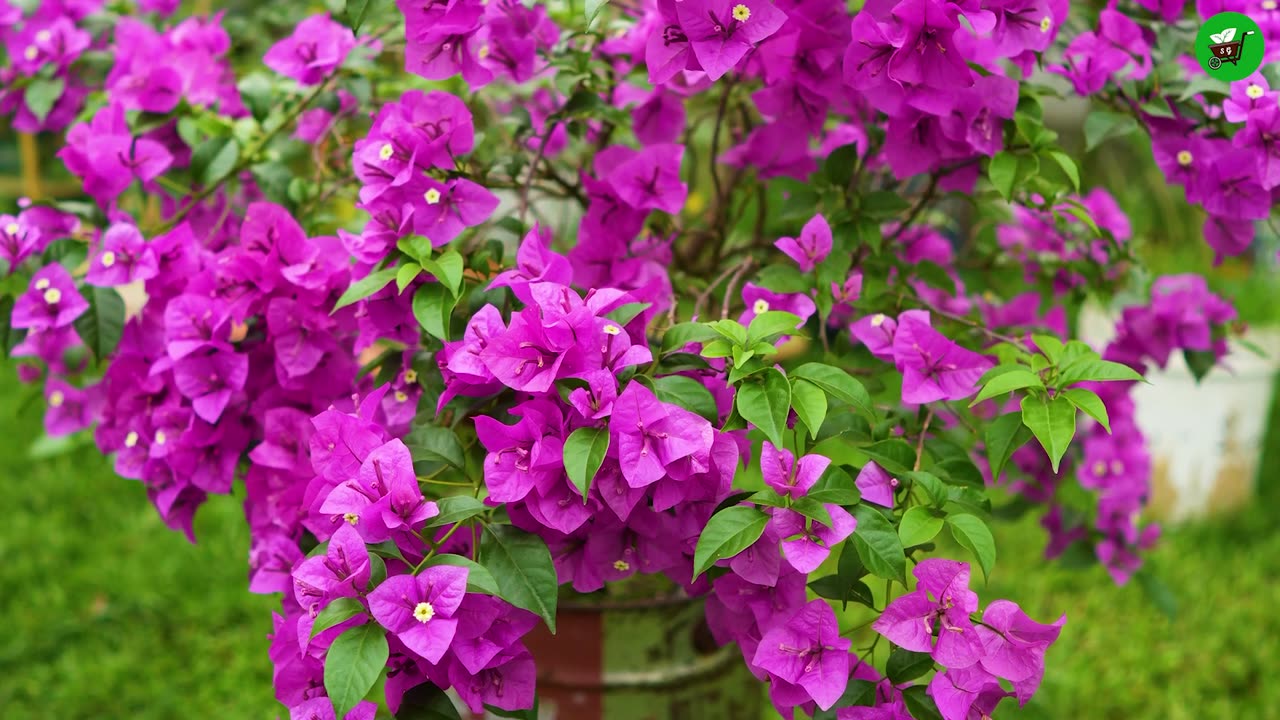 🌿Best ideas for Growing Bougainvillea Tree from Cuttings Fast for Beginners!