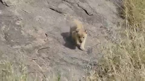 Six lovely lions enjoy their first adventure