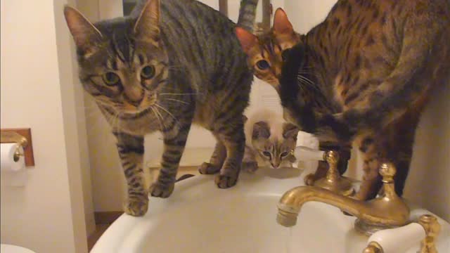 Baby cats_cute and funny cat videos