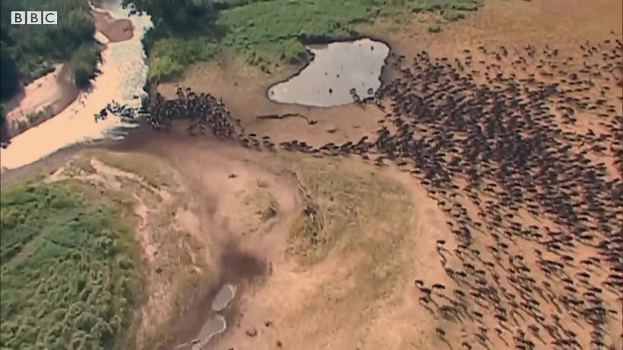 A Glimpse of Danger: Crocodile's Underwater Ambush