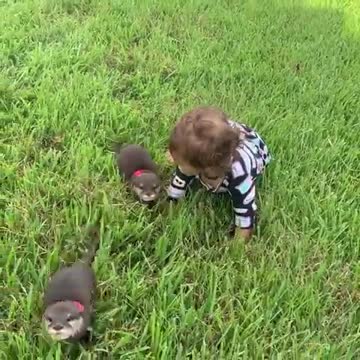Baby plays in grass with cute baby otters