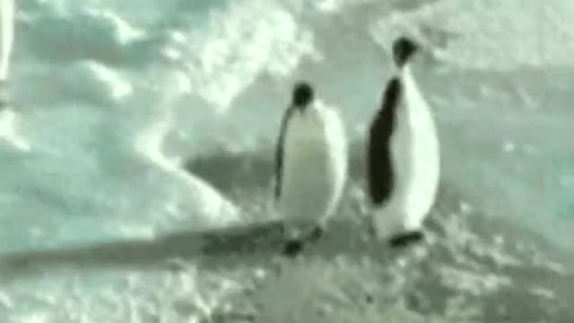 Very funny penguin slap😂