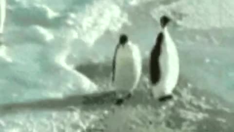 Very funny penguin slap😂