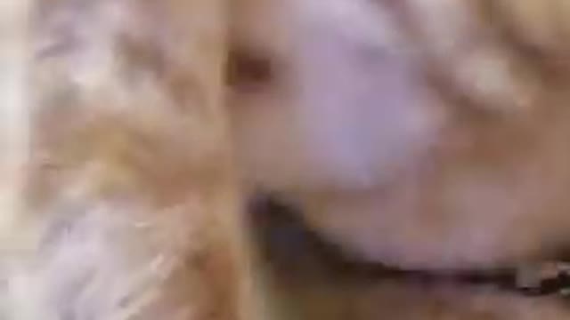Cat cat cat cat funny
