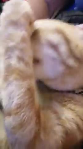 Cat cat cat cat funny