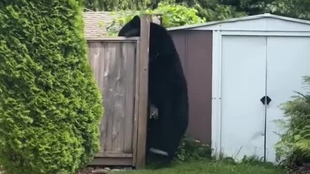 Black bear at home, amazing