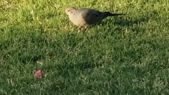 Cute bird click